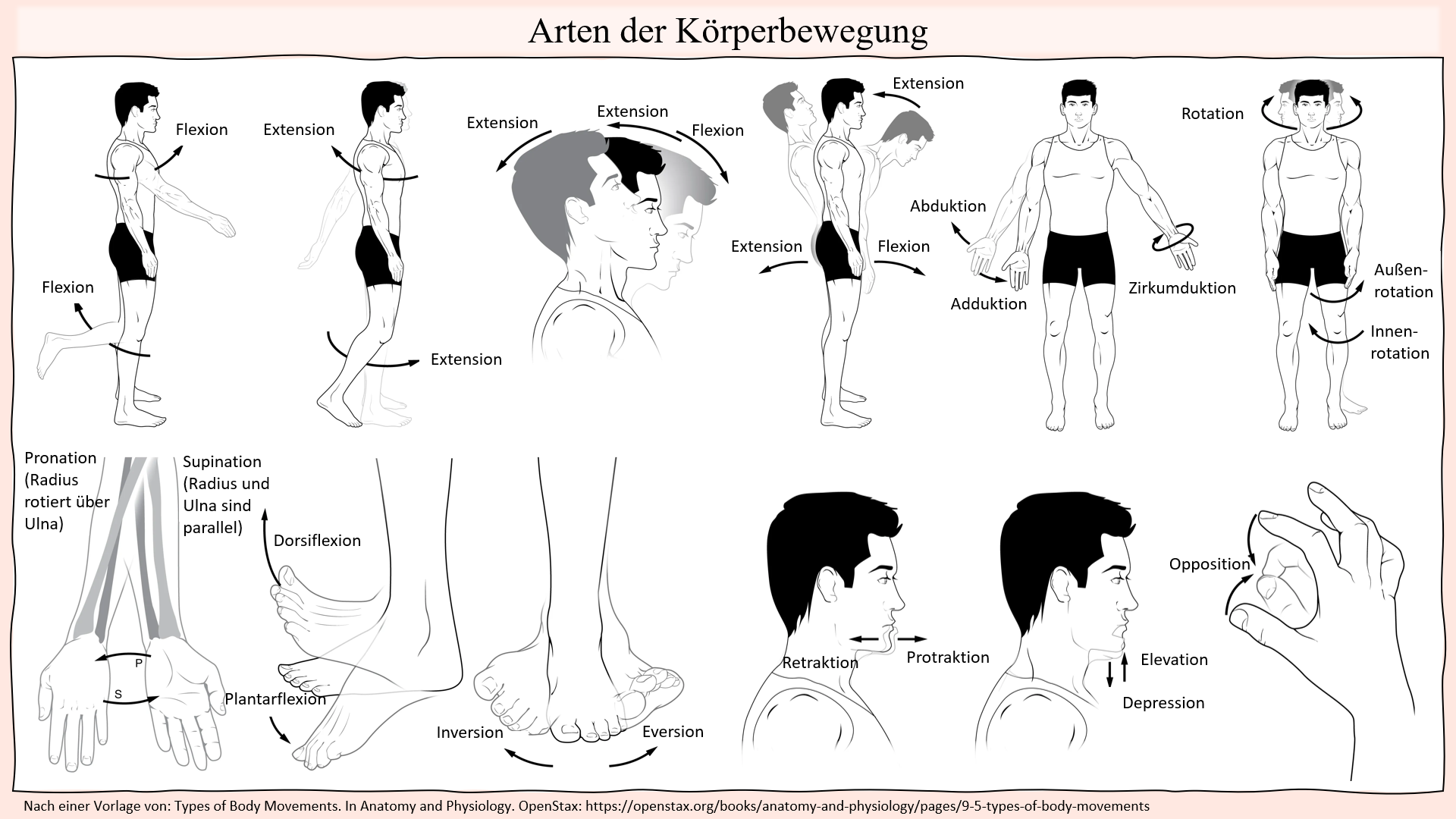 Grundpfeiler Des Kraftsports B Performance Education