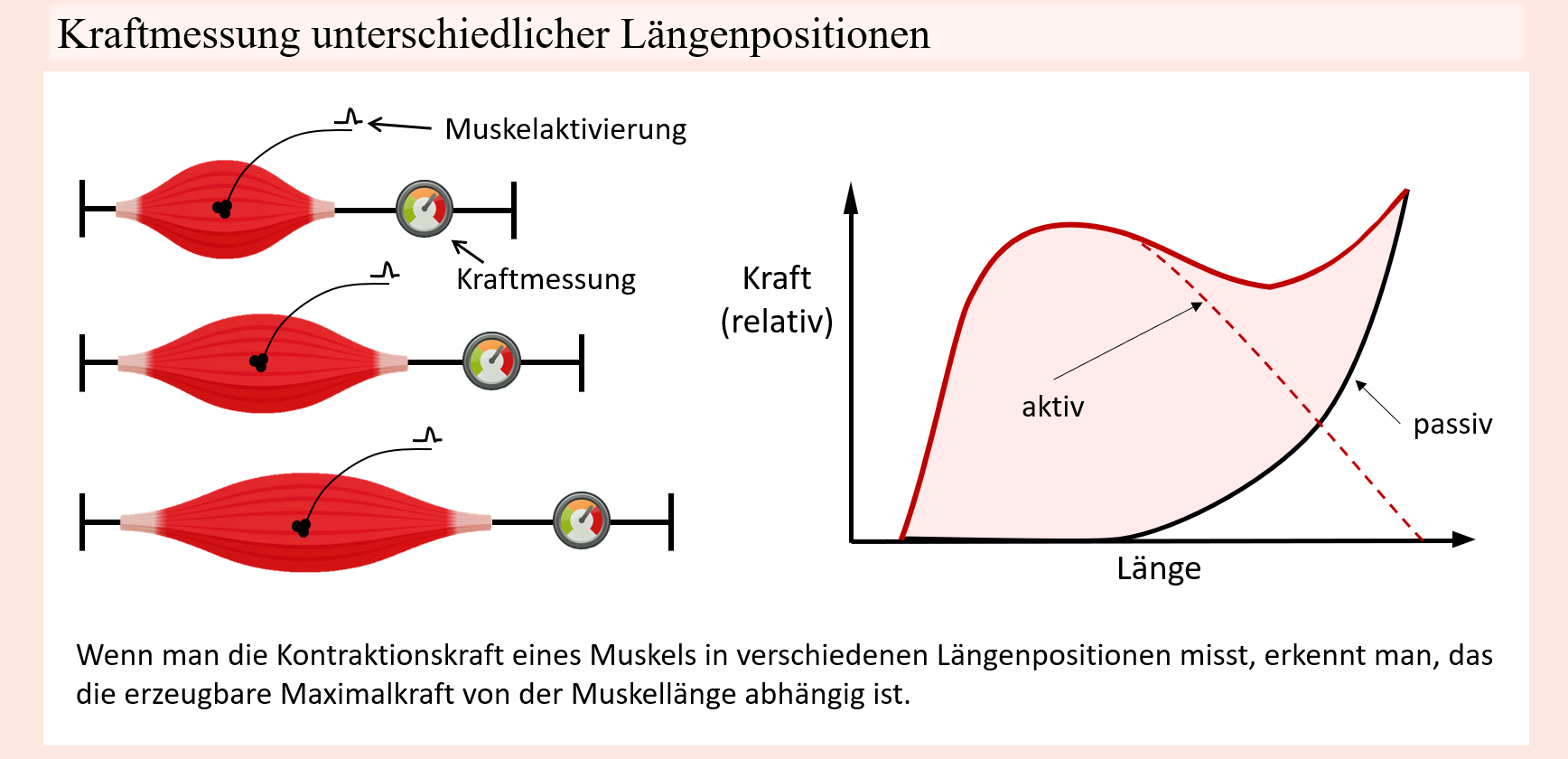 Grundpfeiler Des Kraftsports B Performance Education